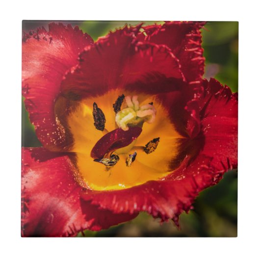 赤チューリップ タイル (正面)