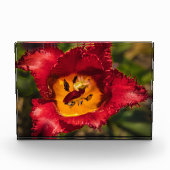 赤チューリップ フォトブロック (正面)