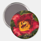 赤チューリップ マグネット (正面/裏面)