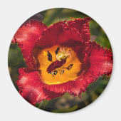 赤チューリップ マグネット (正面)