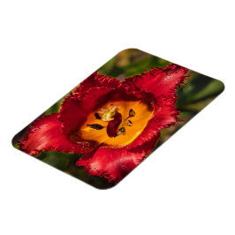 赤チューリップ マグネット