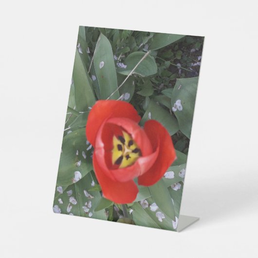 赤チューリップ 台座サイン (正面)