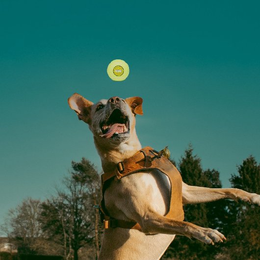 赤チリ緑チリzia sun テニスボール