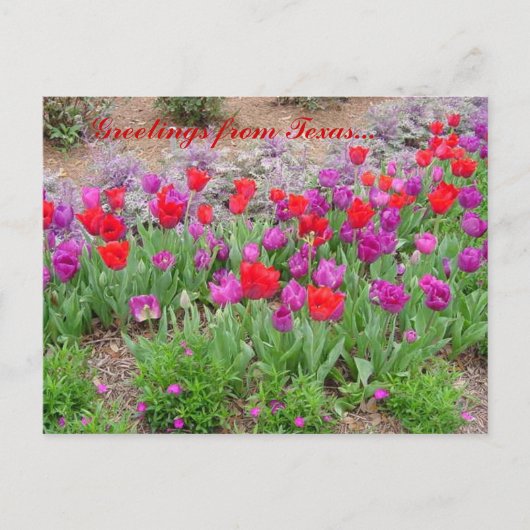 赤テキサス州挨拶 ポストカード (正面)