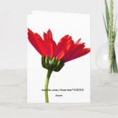 赤デイジーシンプルすべての行事グリーティング カード (裏面)