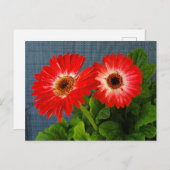 赤デイジー ポストカード (正面/裏面)