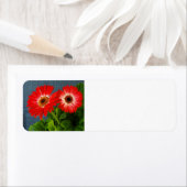 赤デイジー ラベル (インサイチュ)