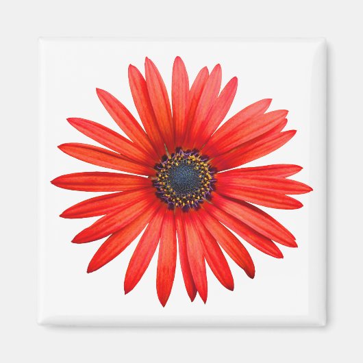 赤デビル マグネット (正面)