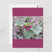 赤トリリウム ポストカード (正面/裏面)