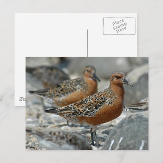 赤ノット ポストカード (正面/裏面)