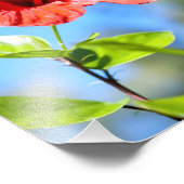 赤ハイビスカス フォトプリント            (角)