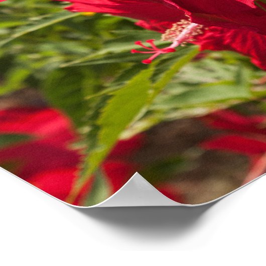 赤ハイビスカス ポスター (角)