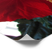 赤ハイビスカス ポスター (角)