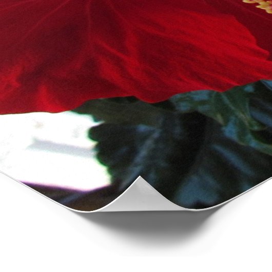 赤ハイビスカス ポスター (角)