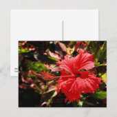 赤ハイビスカス ポストカード (正面/裏面)