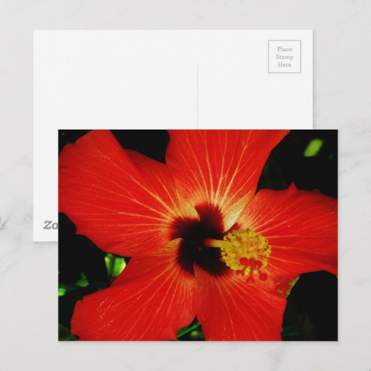 赤ハイビスカス ポストカード (正面/裏面)