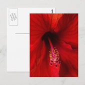 赤ハイビスカス ポストカード (正面/裏面)