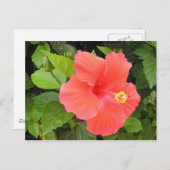 赤ハイビスカス ポストカード (正面/裏面)
