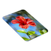 赤ハイビスカス マグネット (右側)