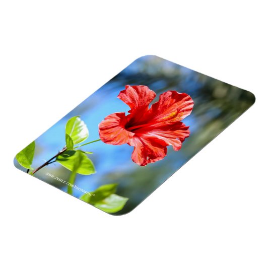 赤ハイビスカス マグネット (左側)