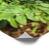 赤バラのポスター ポスター (角)