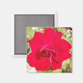 赤バラ色 マグネット (正面/裏面)