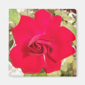 赤バラ色 マグネット (正面)