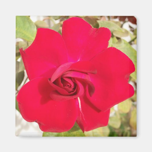 赤バラ色 マグネット (正面)