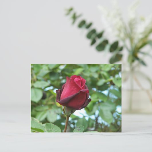 赤バラ ポストカード (スタンド正面)