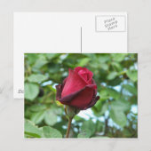 赤バラ ポストカード (正面/裏面)