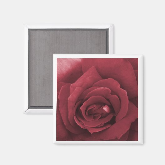 赤バラ マグネット (正面/裏面)