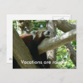 赤パンダはがき ポストカード (正面/裏面)