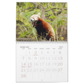 赤パンダ005、レッサーパンダ カレンダー (2月 2027)