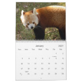 赤パンダ010、レッサーパンダ カレンダー (1月 2027)