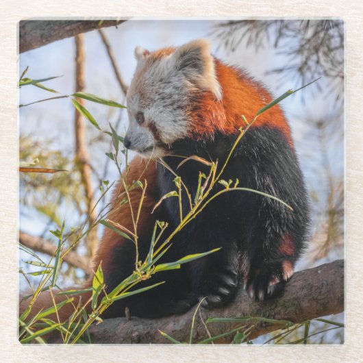 赤パンダ ガラスコースター (正面)