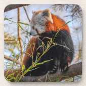 赤パンダ コースター (正面)