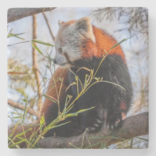 赤パンダ ストーンコースター (正面)