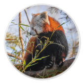 赤パンダ セラミックノブ (正面)