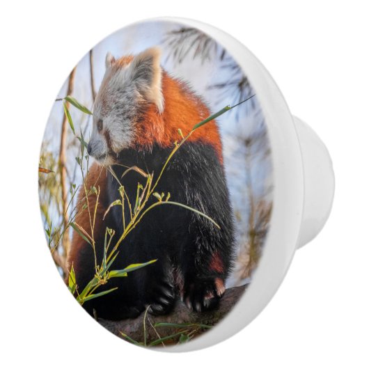 赤パンダ セラミックノブ (右)