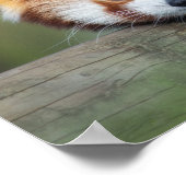 赤パンダ ポスター (角)