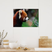 赤パンダ ポスター (キッチン)