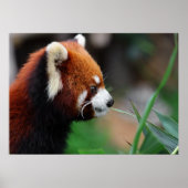 赤パンダ ポスター (正面)