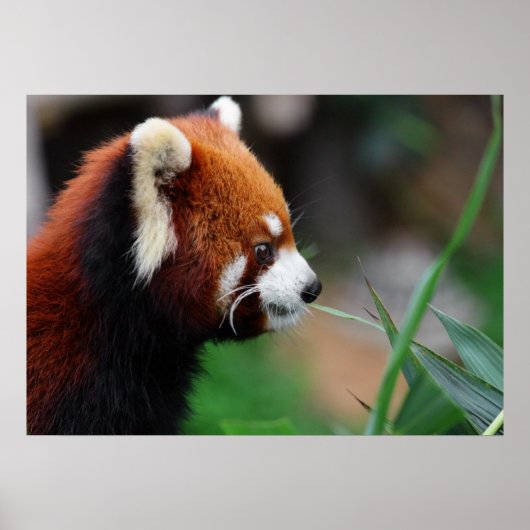赤パンダ ポスター (正面)