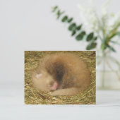 赤パンダ ポストカード (スタンド正面)