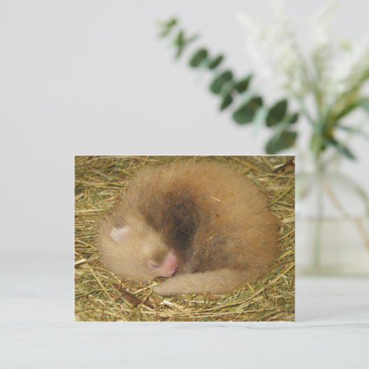 赤パンダ ポストカード (スタンド正面)