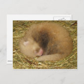 赤パンダ ポストカード (正面/裏面)