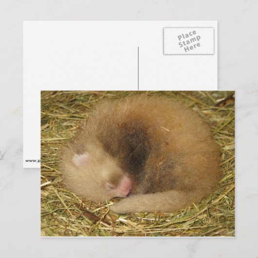 赤パンダ ポストカード (正面/裏面)