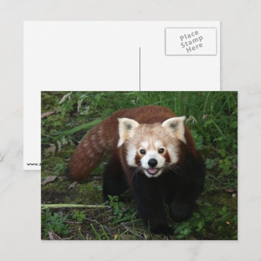 赤パンダ ポストカード (正面/裏面)