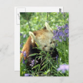 赤パンダ ポストカード (正面/裏面)