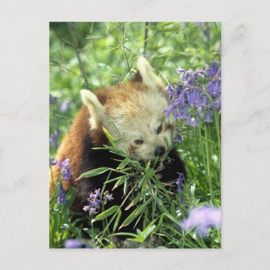 赤パンダ ポストカード (正面)